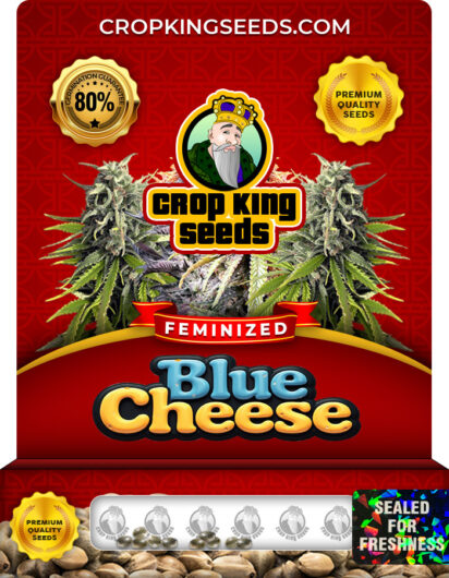 Blue Cheese Strain