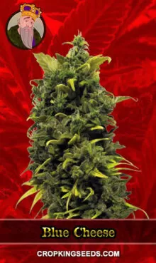 Blue Cheese Strain