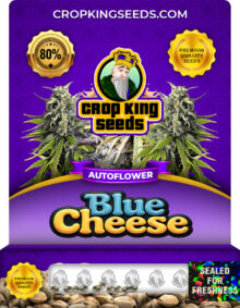 Blue Cheese Strain Autoflower Marijuana Seeds