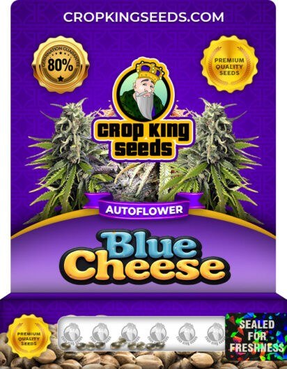 Blue cheese Strain