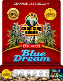 Blue Dream Strain