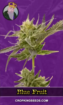 Blue Fruit Strain