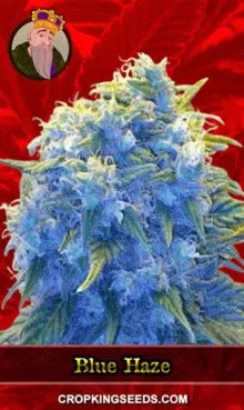 Blue Haze