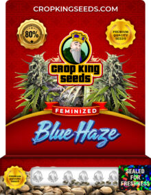 Blue Haze