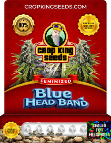 Blue Headband Strain