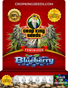 Blueberry Strain