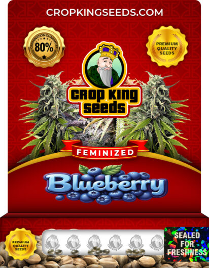 Blueberry Strain
