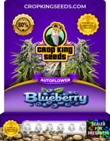Blueberry Strain