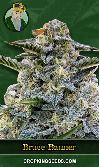 Bruce Banner Strain