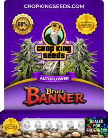 Bruce Banner Autoflowering Marijuana Seeds