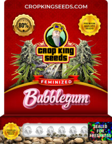 Bubblegum Strain Feminized Marijuana Seeds