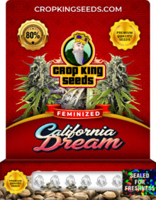California Dream Strain