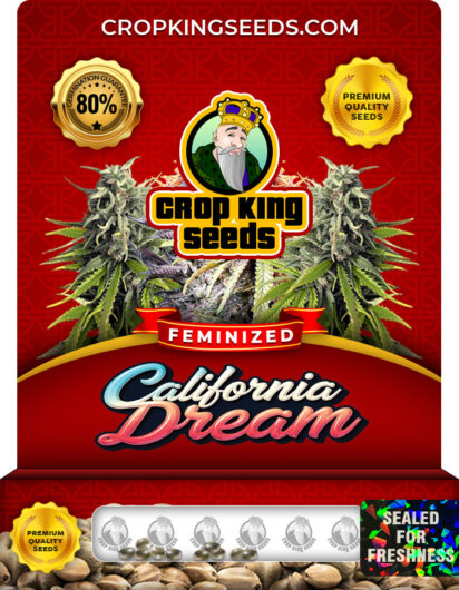 California Dream Strain