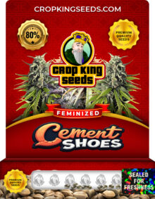 Cement Shoes Feminized Marijuana Seeds