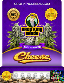 Cheese Autoflowering Marijuana Seeds