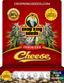 Cheese Strain