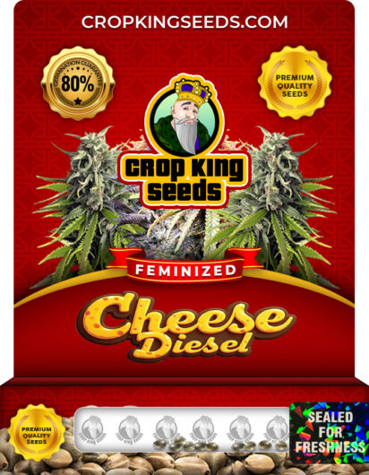 Cheese Diesel Strain