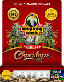Chocolope Strain