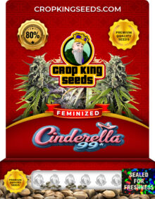 Cinderella99 Strain