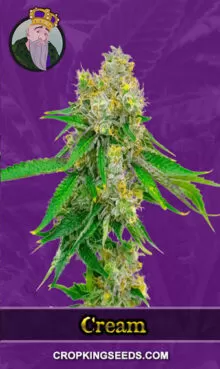 Cream Strain
