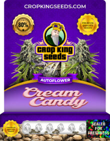 Cream Candy Strain