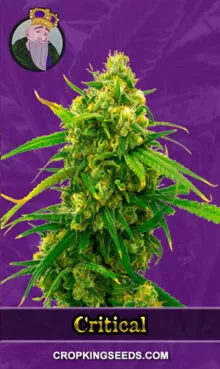 Critical Strain