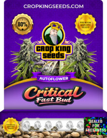 Critical Fast Bud Strain