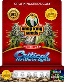 Critical Northern Lights Strain