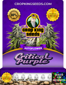 Critical Purple Strain