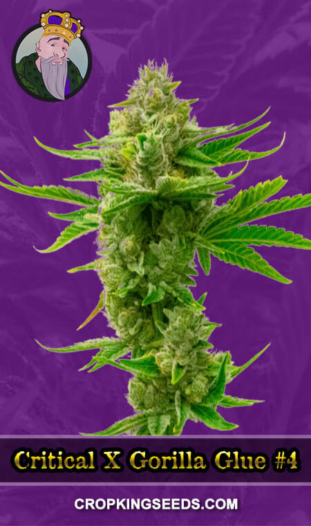 BUY Critical X Gorilla Glue #4 Autoflower Marijuana Seeds
