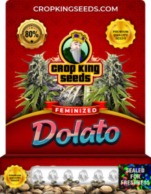 Dolato Strain