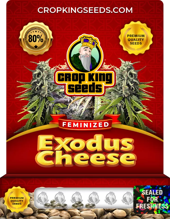 ★金魚草⑫〜⑳★ Exodus Cheese Feminized Marijuana Seeds | Crop King Seeds