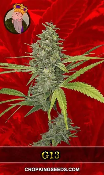 Buy G13 Labs Northern Lights X Skunk Feminized Seeds by G13 Labs