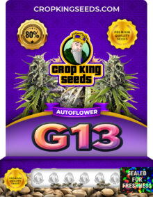 G13 Strain