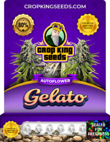 Gelato Autoflower Marijuana Seeds