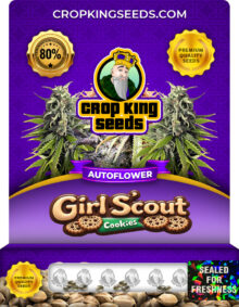 Girl Scout Cookies Strain