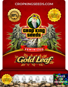 Gold Leaf Strain