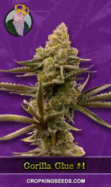 Gorilla Glue #4 Strain