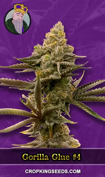 Gorilla Glue #4 Auto - Cannabis Seeds from Original Sensible