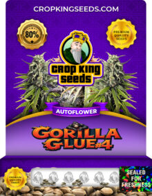 Gorilla Glue #4 Strain