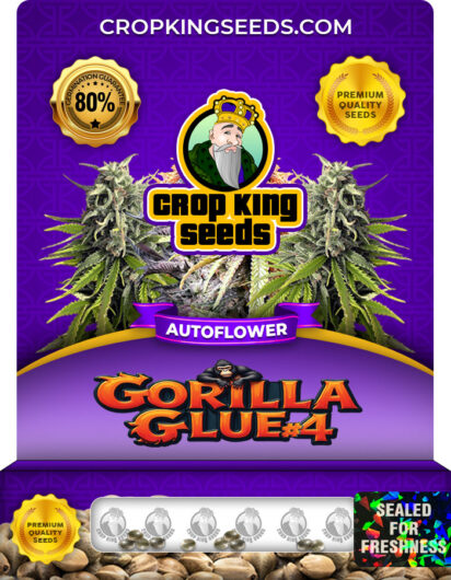 Gorilla Glue #4 Strain