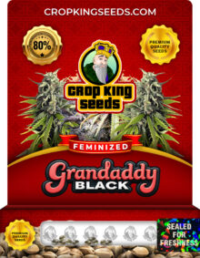 Grandaddy Black Strain