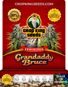 Grandaddy Bruce Strain