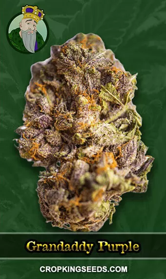 Grandaddy Purple Strain