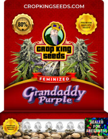 Grandaddy Purple Strain
