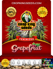 Grapefruit Strain