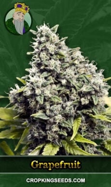 Buy Black Haze Regular Marijuana Seeds | Crop King Seeds