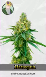 Autoflower CBD Harlequin Strain