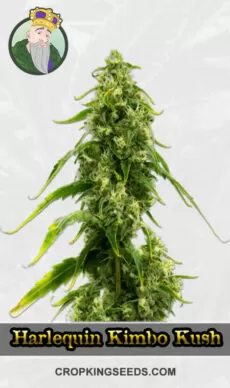 Harlequin Kimbo Kush