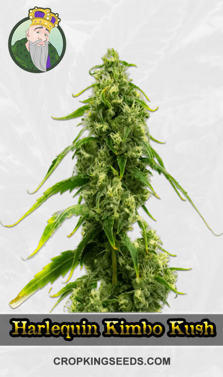 Harlequin Kimbo Kush